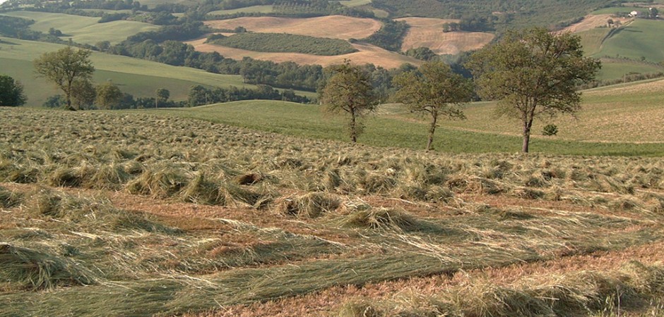 Consorzio Marche Biologiche